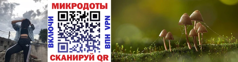 Псилоцибиновые грибы Psilocybe где можно купить мега ссылки Нефтегорск
